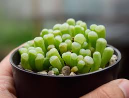 Baby Toes Guide How To Grow Care For Fenestraria Rhopalophylla