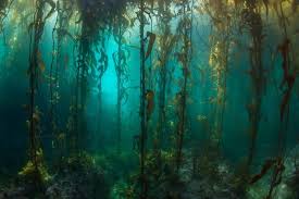 Gambar pemandangan bawah laut dengan crayon gambar pemandangan. Hampir Setengah Abad Ekosistem Hutan Bawah Laut Ini Tidak Berubah Halaman All Kompas Com