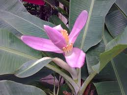 Image result for Musa ornata