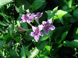 Image result for Asystasia intrusa