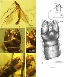 Image result for Orthochilus walleri