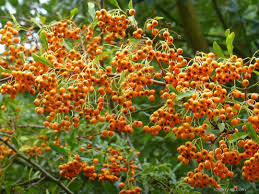 Image result for Pyracantha coccinea golden charmer