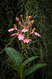 Image result for Habenaria arenaria