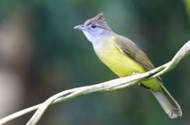 Namun, berdasarkan pengamatan serta pengalaman sejumlah breeder dan penggemarnya, ada beberapa tengara yang bisa membantu dalam membedakan sexing burung tersebut. Perbedaan Kapas Tembak Dengan Cucak Jenggot Lengkap