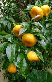 Image result for Citrus reticulata