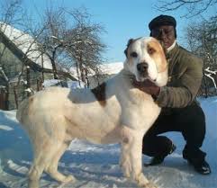 Alabai sthevarupportive dog for sale. Central Asian Ovtcharka Dog Breed Information And Pictures