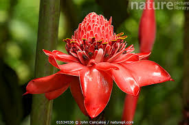 Image result for Etlingera elatior