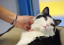The rate of no kill shelters is quickly rising, with adoption rates for abandoned animals reaching record 5. Pet Tales Too Many Cats And Perhaps Too Many No Kill Shelters Pittsburgh Post Gazette
