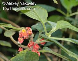 Image result for Glossostelma