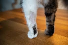 My cat had a bald patch on her paw from accidentally touching my roommate's hair straightener. What To Do If You See A Bald Spot On Your Cat