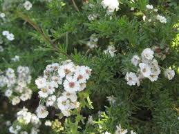 Image result for Eriocephalus racemosus