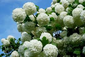 Non flowering cranberry bushdwarf european cranberrybush, viburnum opulus 'compactum,' is a small, mounded, dense shrub it is a low maintenance shrub, and is excellent as a foundation plant or low hedge. How To Grow And Care For Snowball Bush Viburnum Hgtv