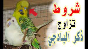متى يبدا ذكر البادجي في التزاوج مع الأنثى birds bird animals