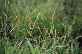 Image result for Ischaemum