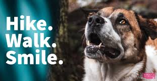 Maybe you would like to learn more about one of these? Summer Pet Events In Connecticut Sarahs Pet Sitting And Dog Walking