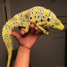 Argentine Black And White Tegu For Sale Ontario Meller S Chameleon Trioceros Melleri Lizard Reptiles Pet Reptiles And Amphibians