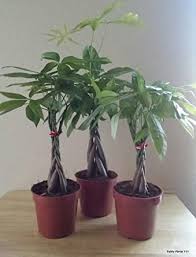 Check spelling or type a new query. Amazon Com M M Bonsai Braided Money Tree In Training Pot By M M Bonsai Grocery Gourmet Food