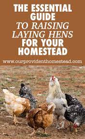 The Essential Guide To Raising Laying Hens For Your Homestead Laying Hens Chickens Backyard Hens