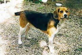 Image result for Harrier dog