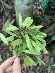 Image result for Ventilago