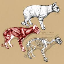 The anatomy of domestic animals, 5th edition, sisson and grossman, wb the first domestication of cats appears to be 8,000 years ago—compared to dogs as mentioned above, the skull holds the teeth. Domestic Cat Anatomy By Oxpecker On Deviantart