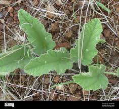 Image result for Cucumis hirsutus