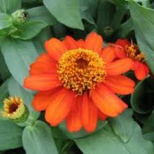 True annual plants die right back after their flowering cycle finishes and they have served their purpose ie. Buy Zinnia Plant Orange Online India At Cheap Price Plantsguru Com