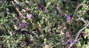 Image result for Grewia microthyrsa