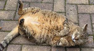 Keine ahnung, wer so etwas erfindet, das dann auch noch produziert und verkauft wird. Katze Kackt Mir Vor Die Zimmertur Ein Zeichen Gesundheit Und Medizin Liebe Und Beziehung Psychologie