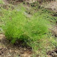Image result for Asparagus racemosus