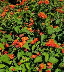 Image result for Lantana angolensis