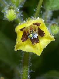 Image result for Physalis pubescens