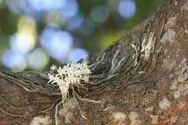 Image result for Orthochilus mechowii