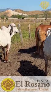🌟 Finca El Rosario 🌟 Jaime...