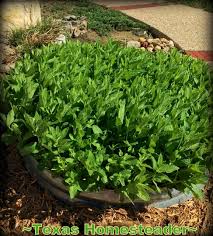 Check spelling or type a new query. Keep Landscaping Mint Plants Contained Texas Homesteader