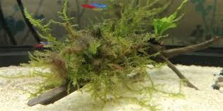 Apr 08, 2021 · christmas moss is a plant that most aquarium enthusiasts love. A Complete Guide To Christmas Moss Care Propagation And Issues