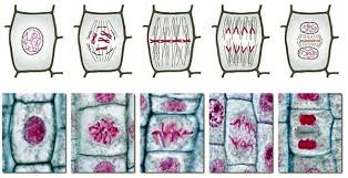 In the same year, mitosis in plants was described by strasburger. Investigation Mitosis And Cancer