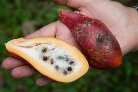 Image result for Vasconcellea pubescens