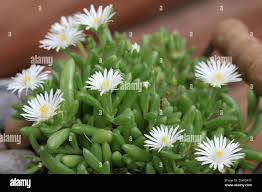 Image result for Delosperma tradescantioides