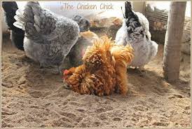 It's a great way to really give your chicken a thorough cleaning and examination, especially in the blow drying process. How And When To Give A Chicken A Bath The Chicken Chick