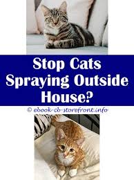 We've selected some useful products that will your cat will need a collar, but since outdoor cats can like to bush through bushes or otherwise get in tigh spaces, make sure that collar is a safety collar. 18 Ravishing Can A Cat Stop Spraying Admirable