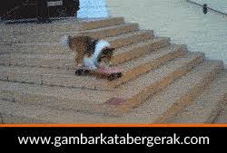 Animasi kucing lucu bergerak gif. 8 Ide Gambar Animasi Binatang Lucu Bergerak Binatang Lucu Binatang Lucu