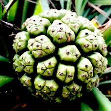 Image result for Pandanus odoratissimus