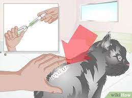 3 Ways To Take Care Of A Pregnant Cat Wikihow