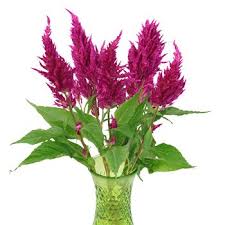 Crushed Berry Feather Celosia Flower Fiftyflowers Com Celosia Flower Late Summer Flowers Veronica White Flower