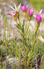 Image result for Chironia