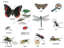 3) dragonflies have been on earth for 300 million years! Classification Of Insects How Many Species Of Insects Are There On Earth How Many Insects On Earth