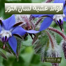 فوائد عشبة لسان الثور Herbs Plants