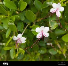 Image result for Clerodendrum rotundifolium