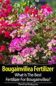 Pin On Best Of Plantcaretoday